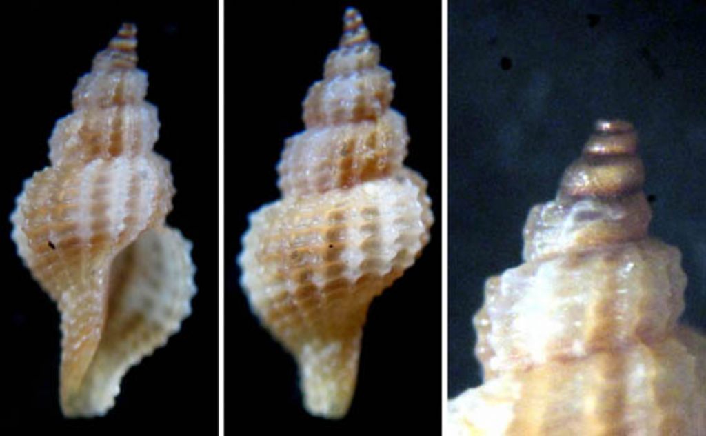 Raphitoma 1
